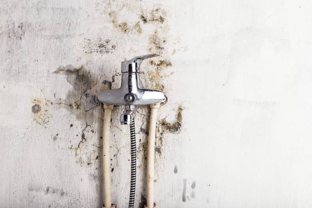 Best Fast Mold Removal  in Waynesville, NC