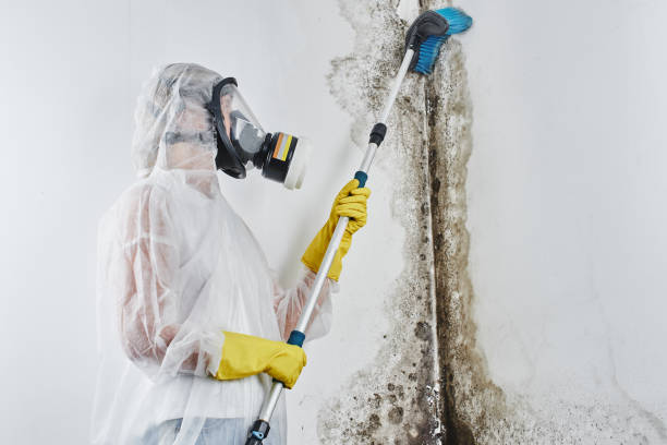 Best Certified Mold Removal  in Waynesville, NC
