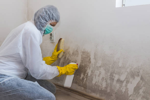 Best Professional Mold Removal  in Waynesville, NC