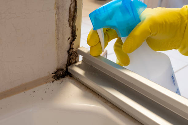 Waynesville, NC Mold Removal Company