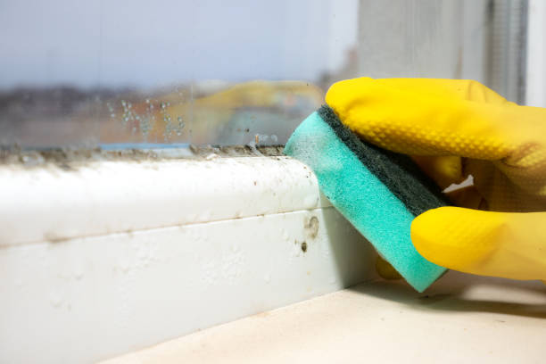 Best Commercial Mold Removal  in Waynesville, NC
