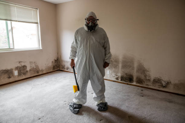 Attic Mold Removal in Waynesville, NC