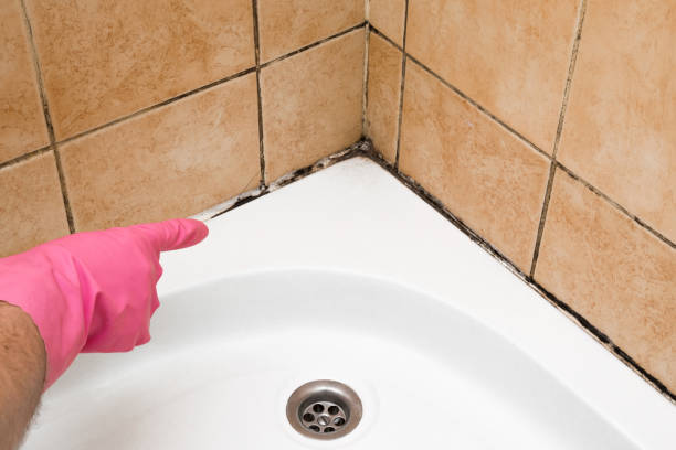 Best Mold Remediation  in Waynesville, NC